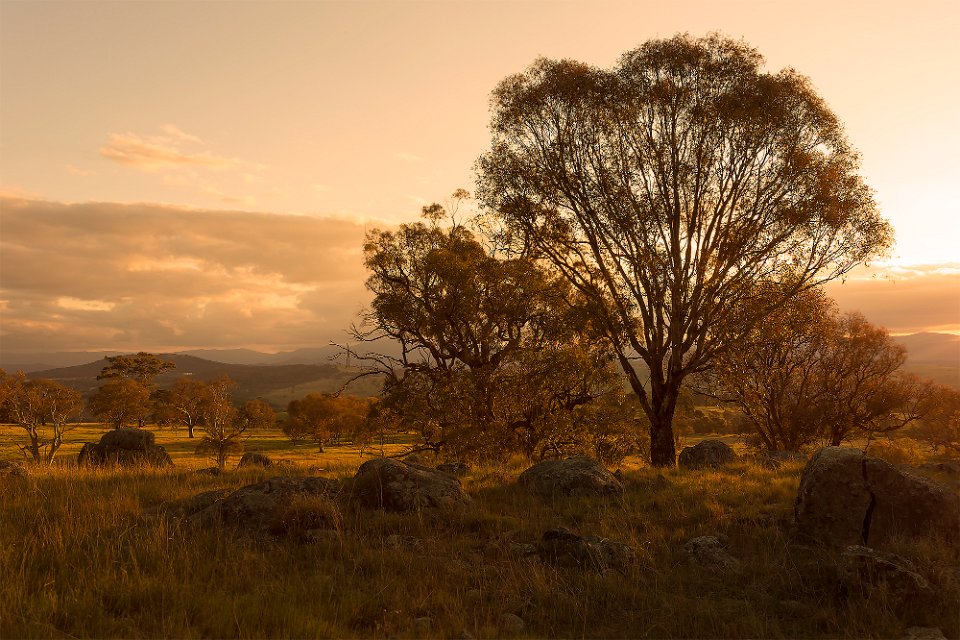 evening light